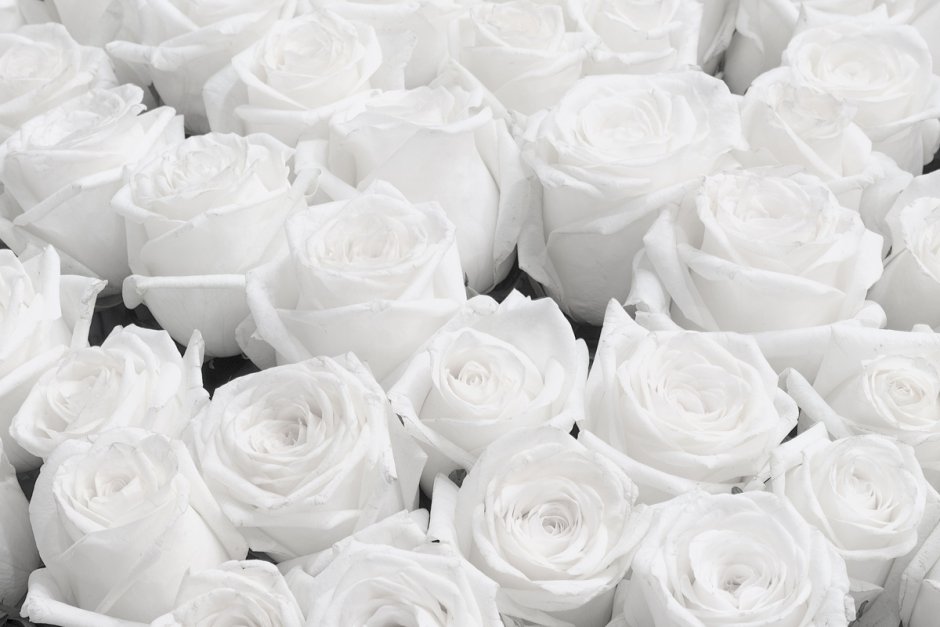 Белые розы в квартире