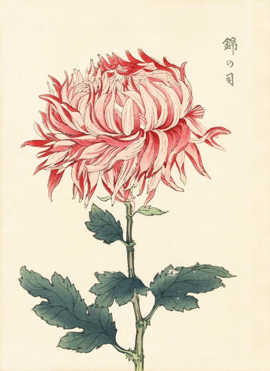 Хризантема японская гравюра