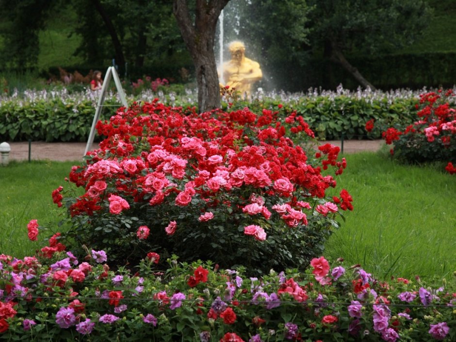 Розариум Парковая роза