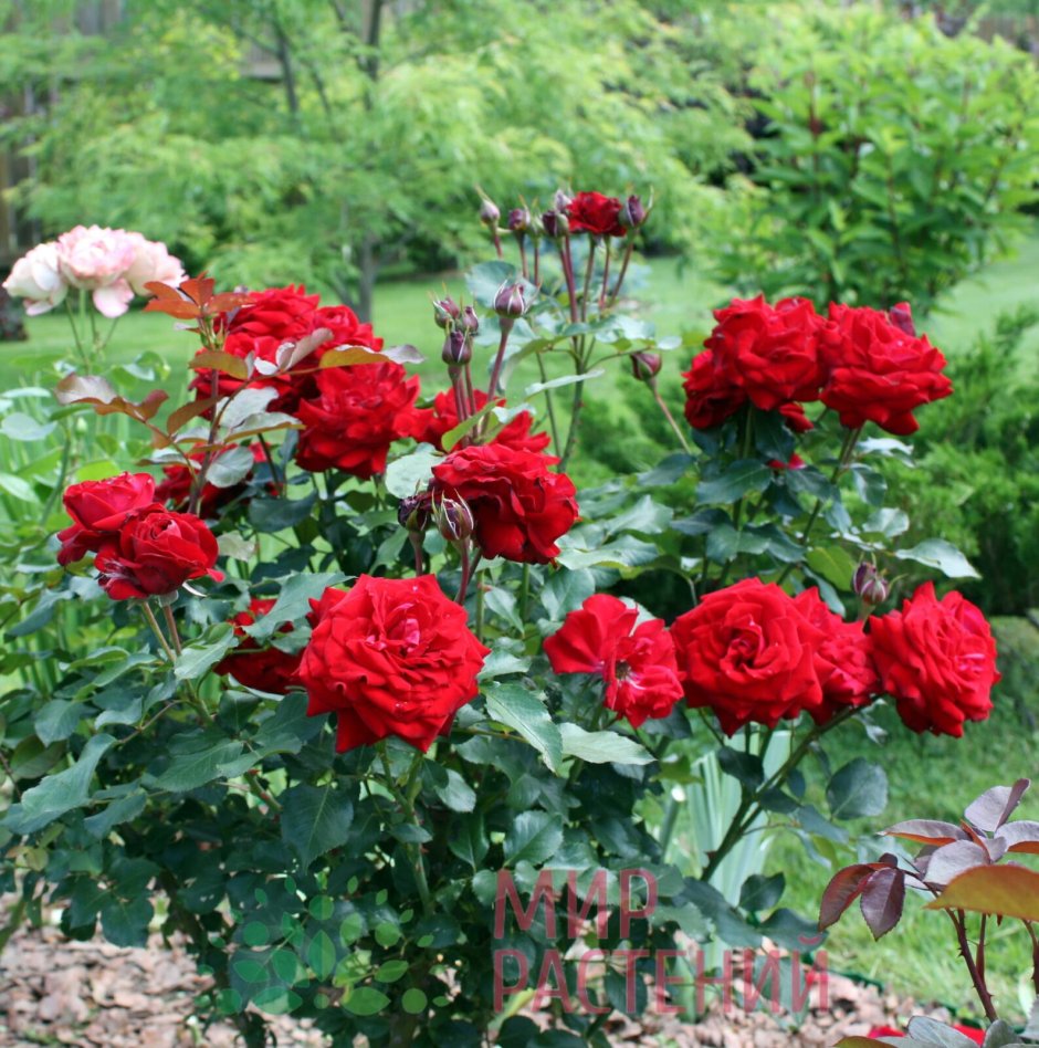 Lubecker Rotspon роза