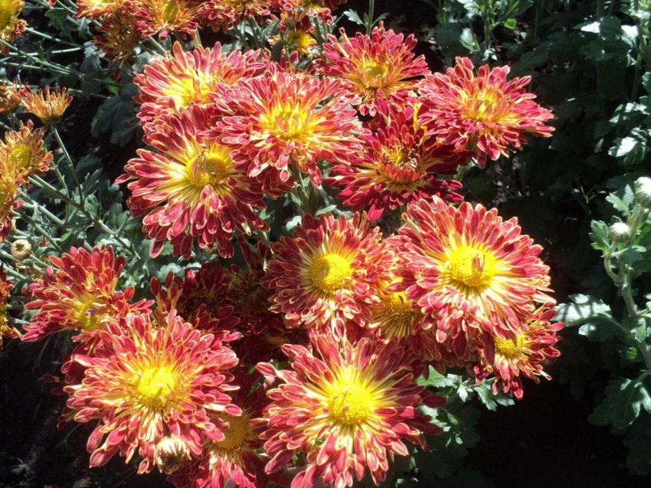 Хризантема Chrysanthemum Aurora