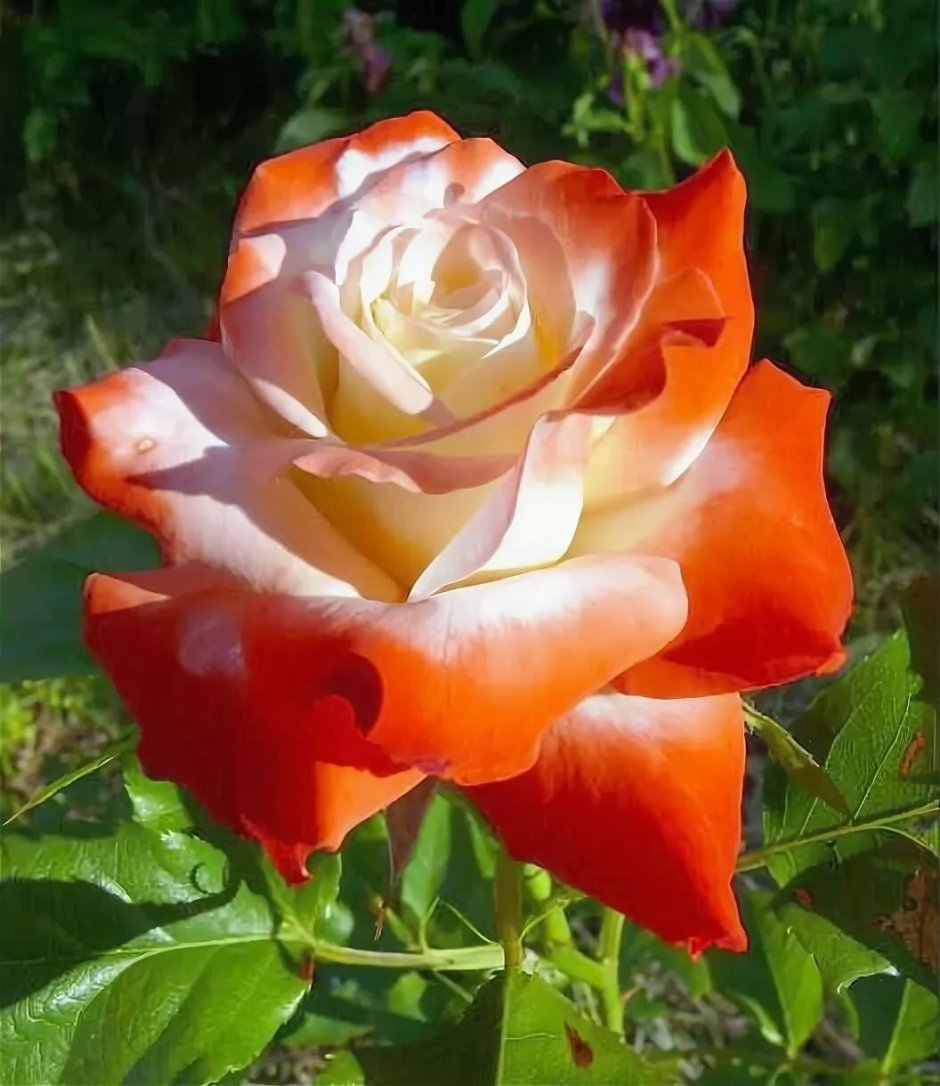 Роза чайно-гибридная Императрица