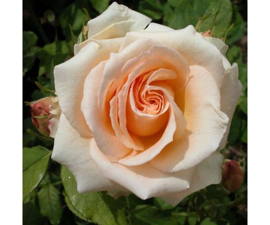 Чайно-гибридная роза Versilia