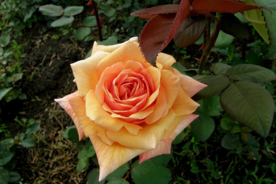 Роза чайно-гибридная карамель