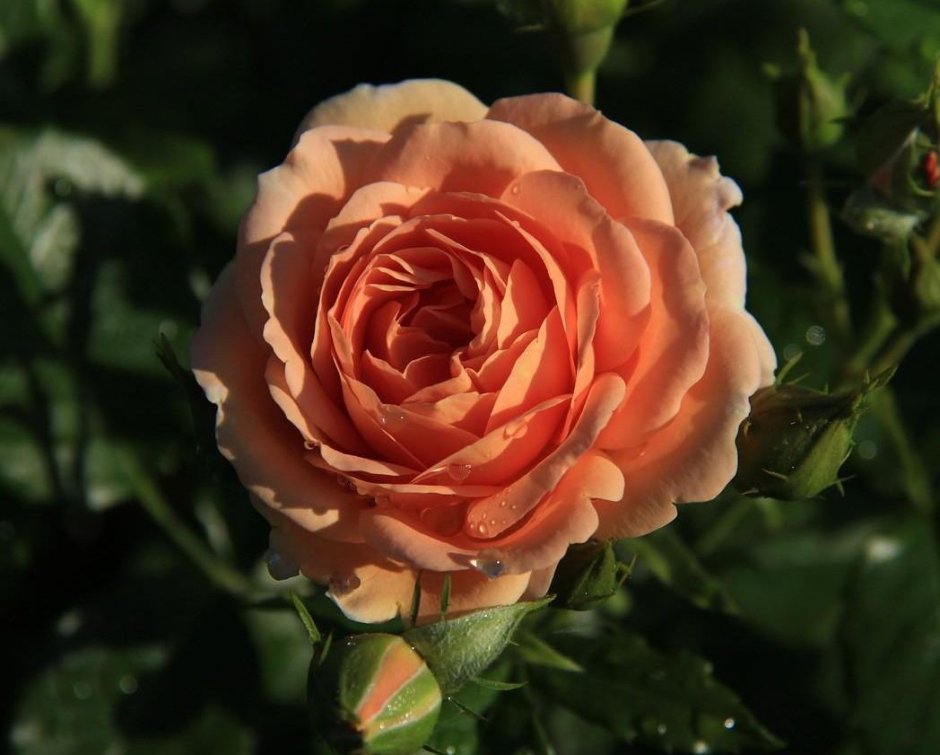 Роза гейша флорибунда