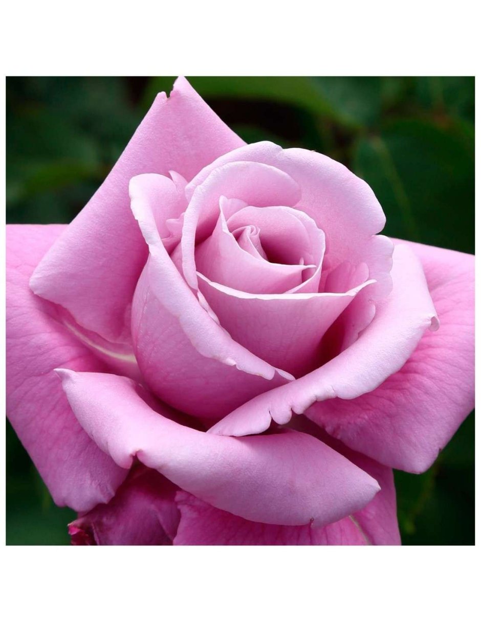 Роза флорибунда Шарль де Голль