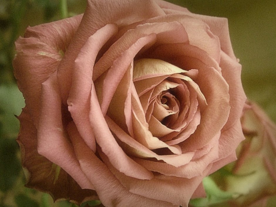 Роза чайно-гибридная Гиннесс цветы