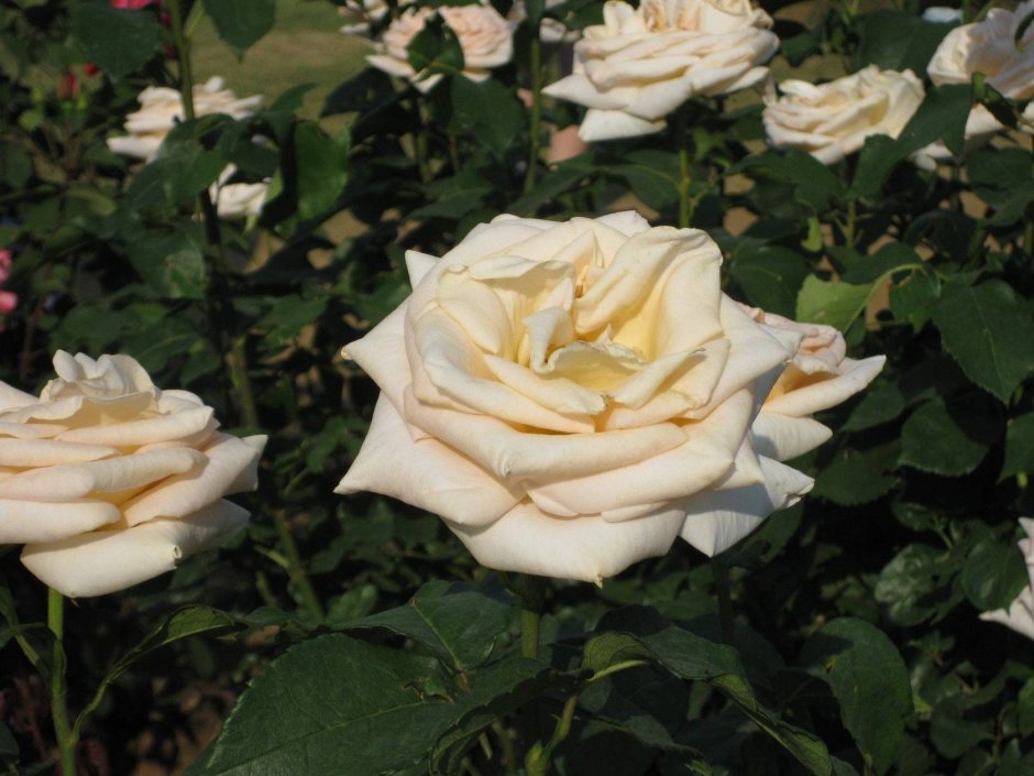 Осиана Osiana роза