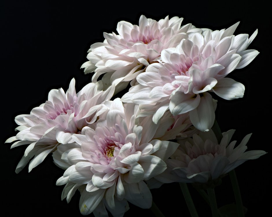 Хризантема Allouise Pink