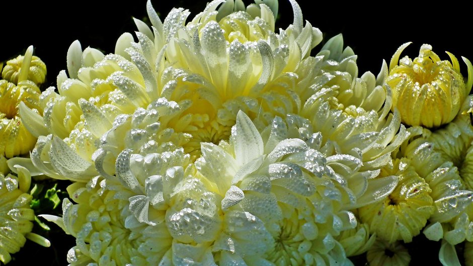Хризантема Магнум белая