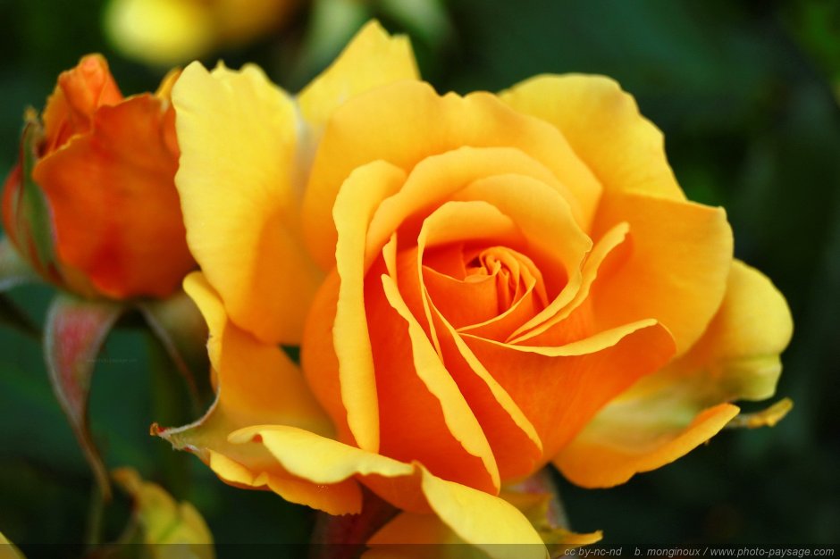 Роза Fury jaune