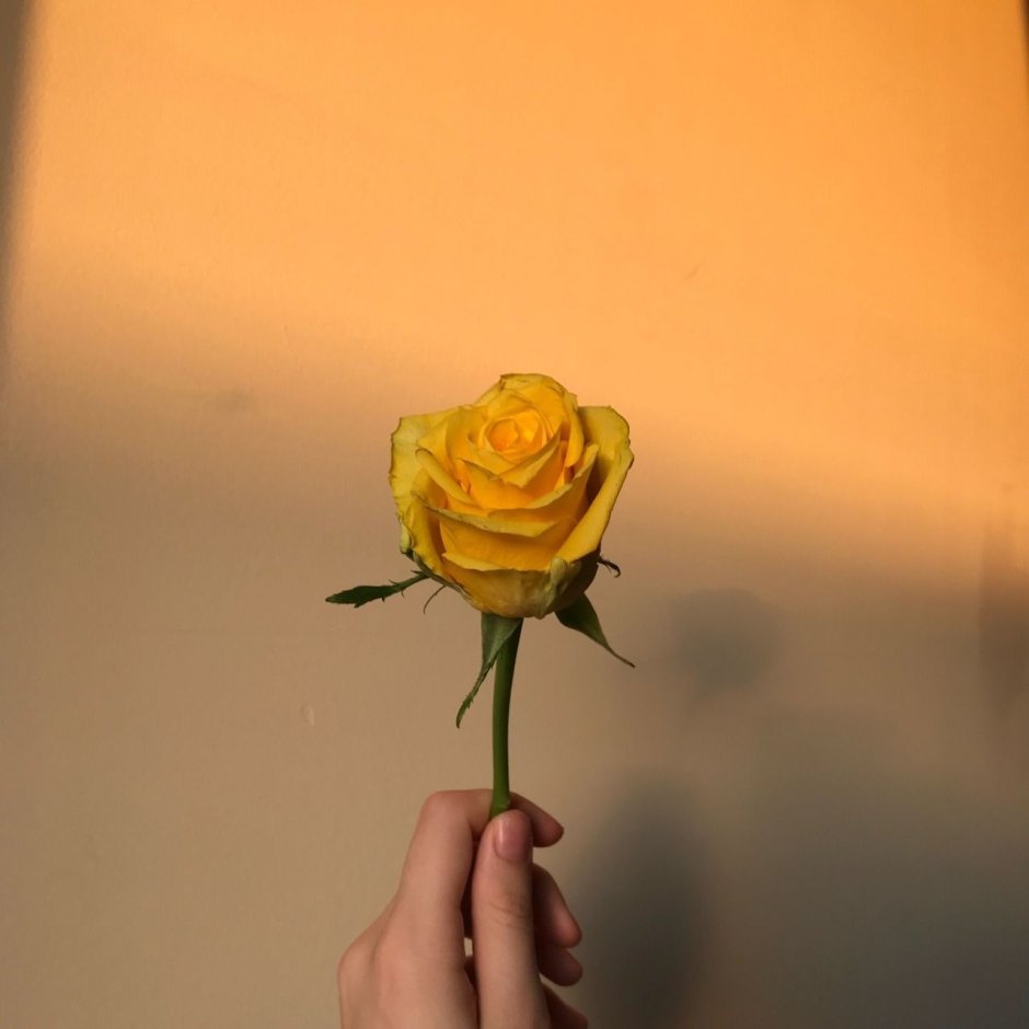 Желтые розы в руках