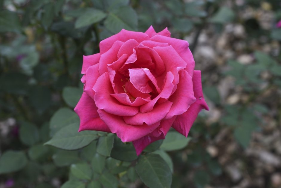 Rosa Pink robusta