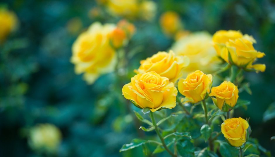 Роза кустовая желтая куст