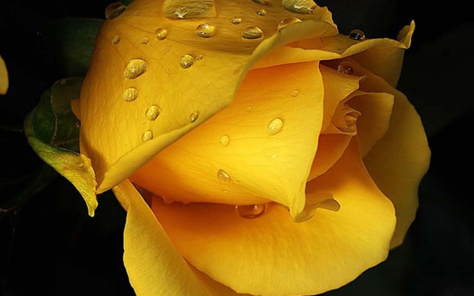 Цветок желтый в росе