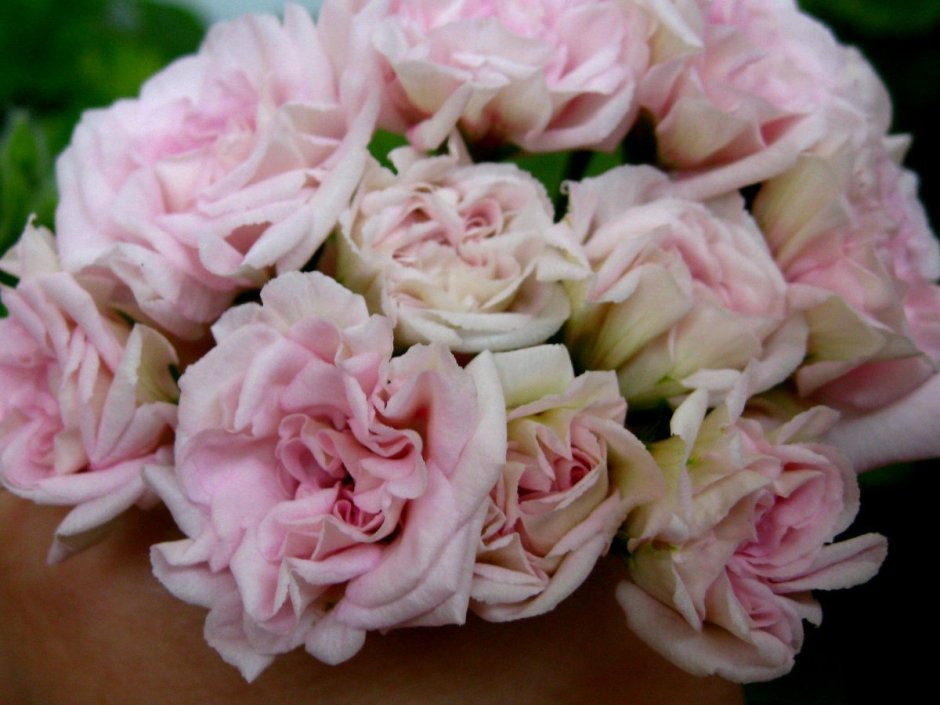 Пеларгония розебудная Millfield Rose