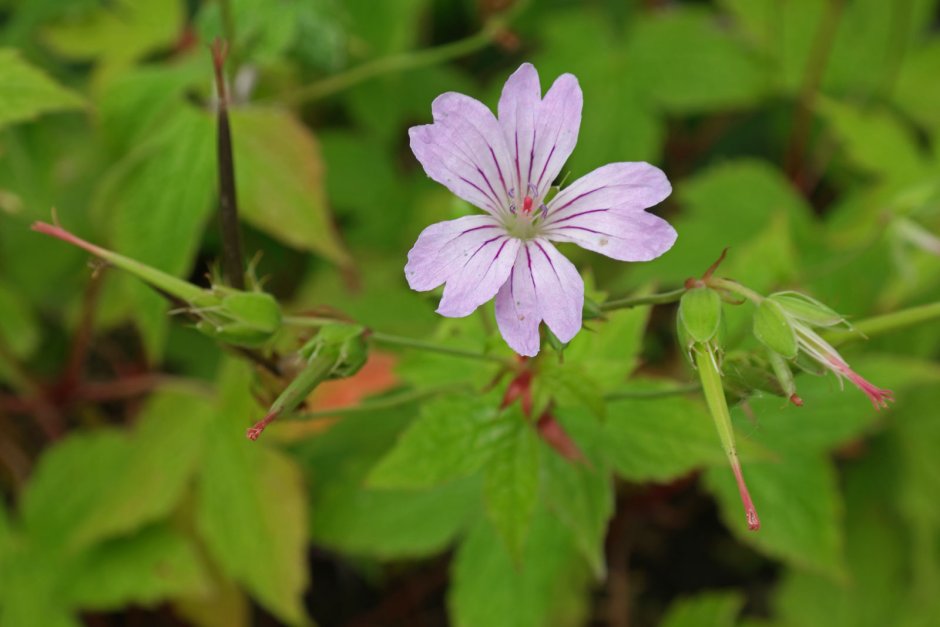 Герань, ДМАА Geranium henryi