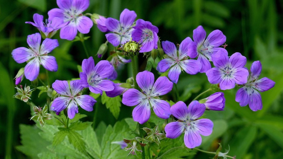 Герань Лесная (Geranium sylvaticum)