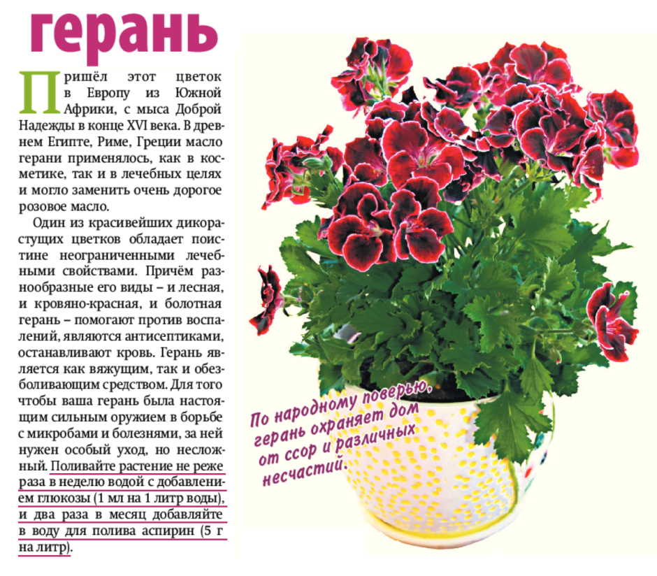 Герань крупнокорневищная (Geranium macrorrhizum &#96;Spessart&#96;)