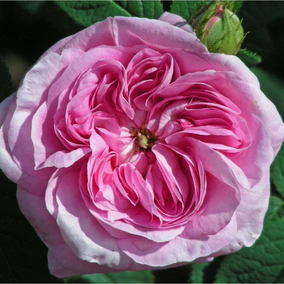 Konigin von Danemark роза