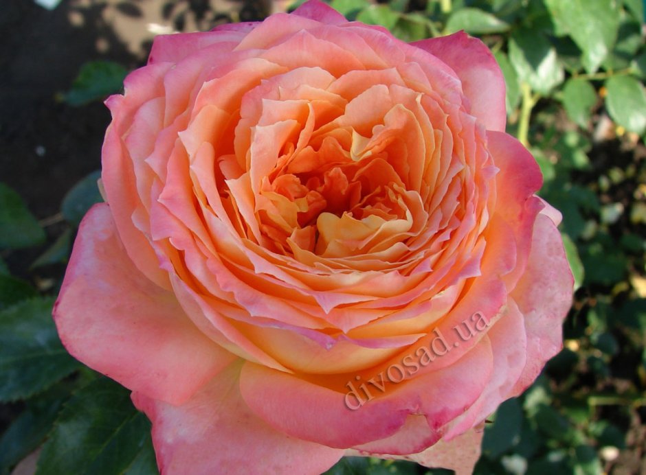 Роза Konigin der Rosen