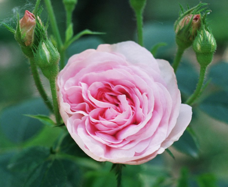Роза Королева Мерхен