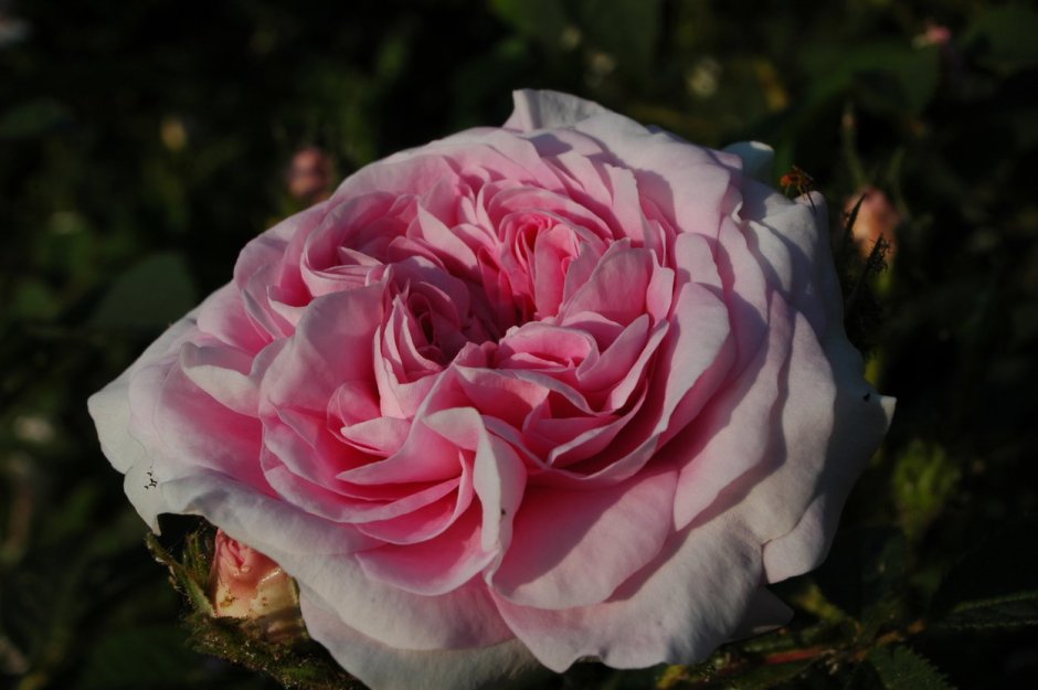 Konigin Marie роза