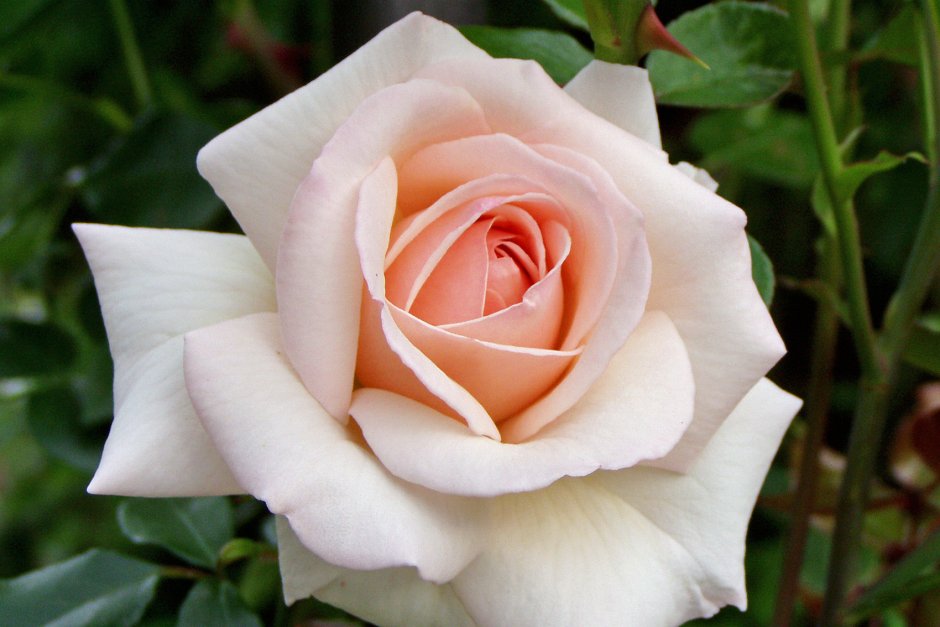 Роза флорибунда ди Зеенсверте