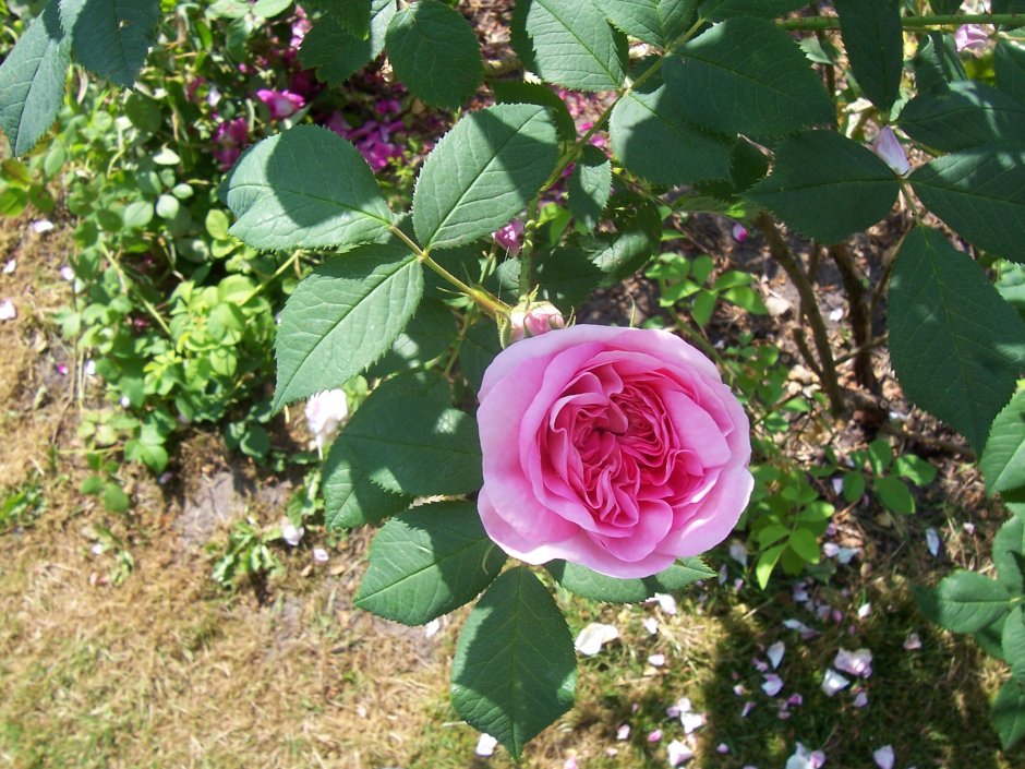 Роза чайно-гибридная Гроссгерцогин Луиза