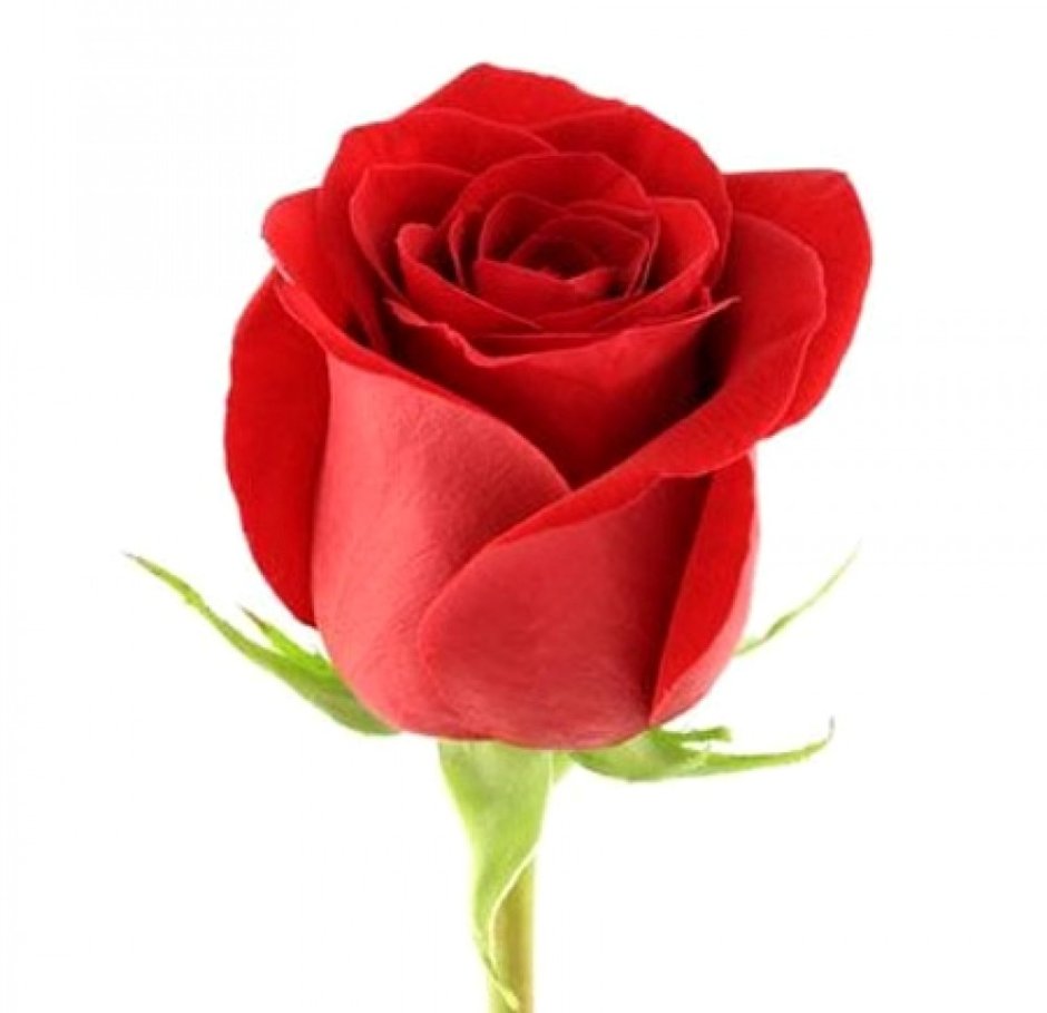 Красная роза Фридом