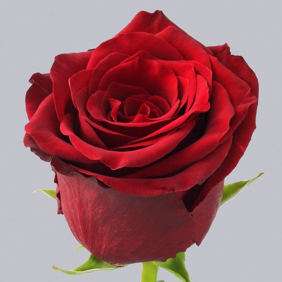 101 Красная роза "ред Наоми"