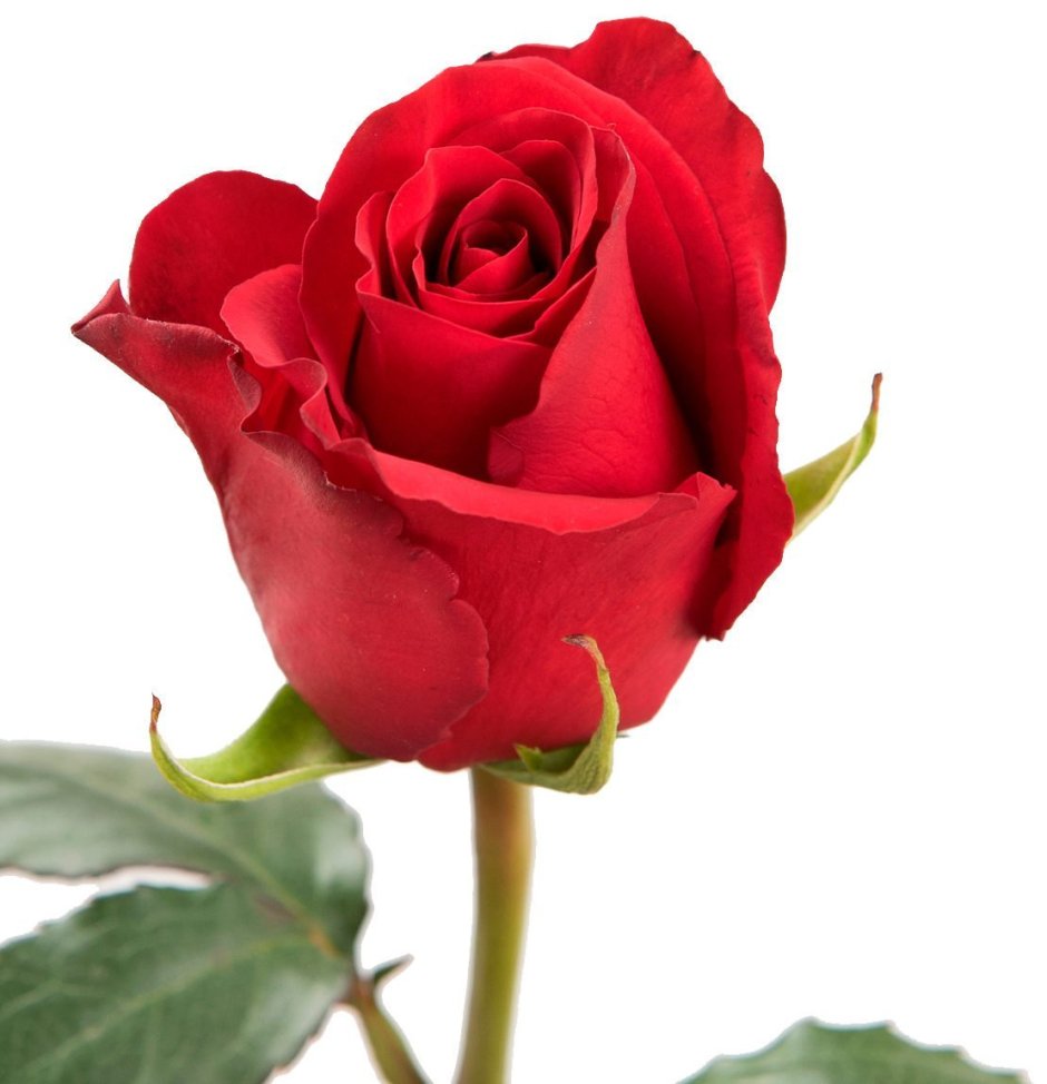 Букет 35 роз Фридом Эквадор