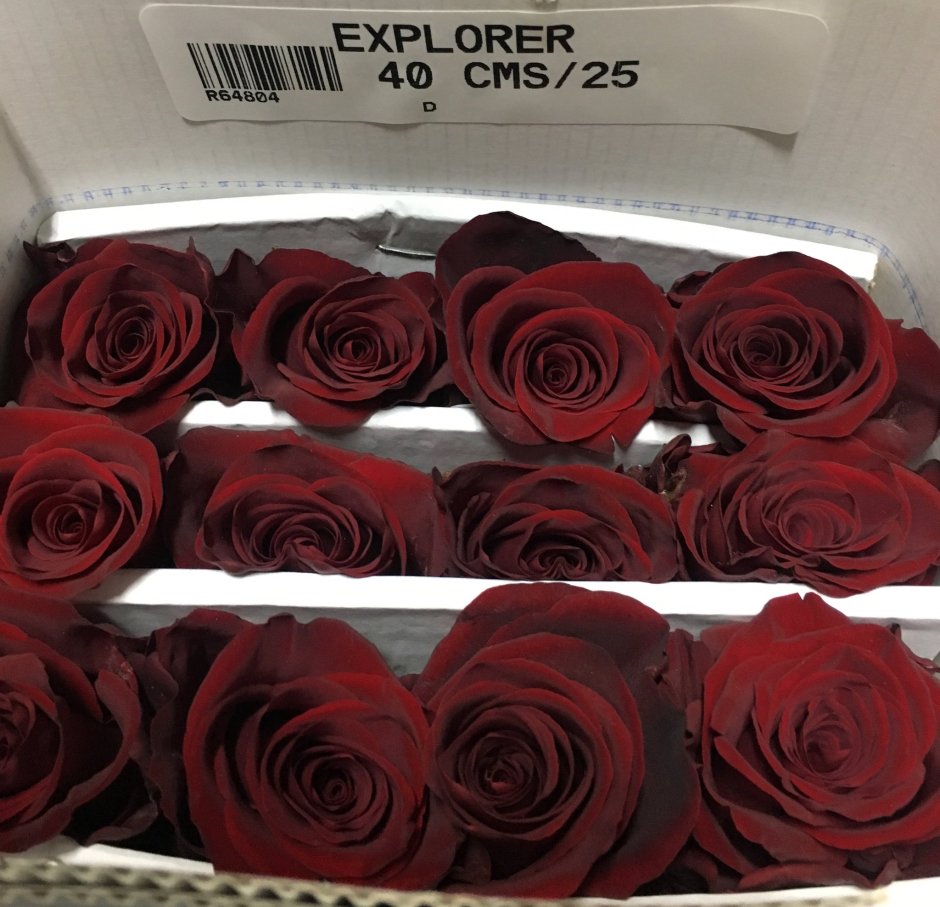 Букет голландских роз