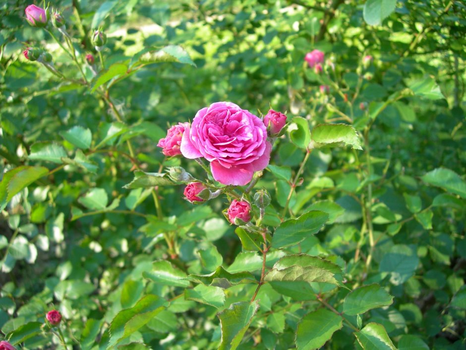 Роза Дамасцена