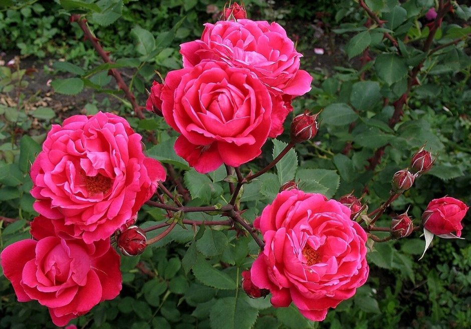 Канадская роза Alexander Mackenzie