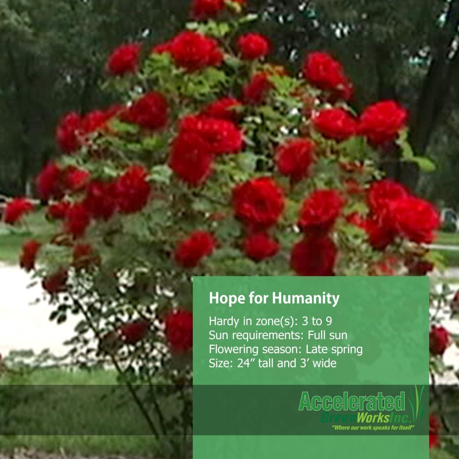 Роза Парковая 'hope for Humanity'