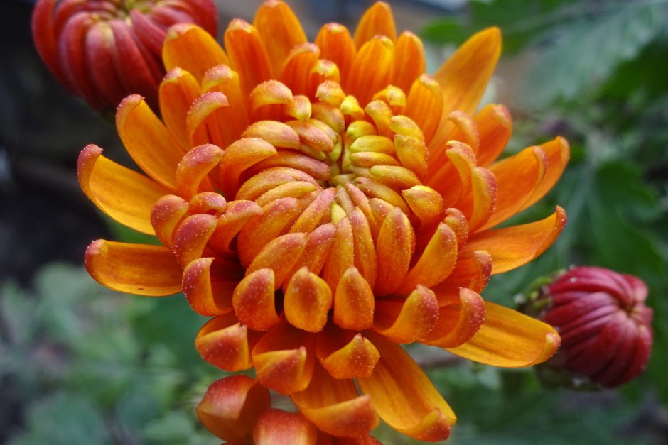 Хризантема крупноцветковая кирпичного цвета