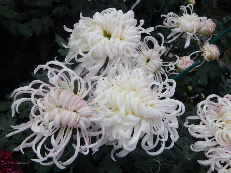 Хризантема Селебрейшен фото