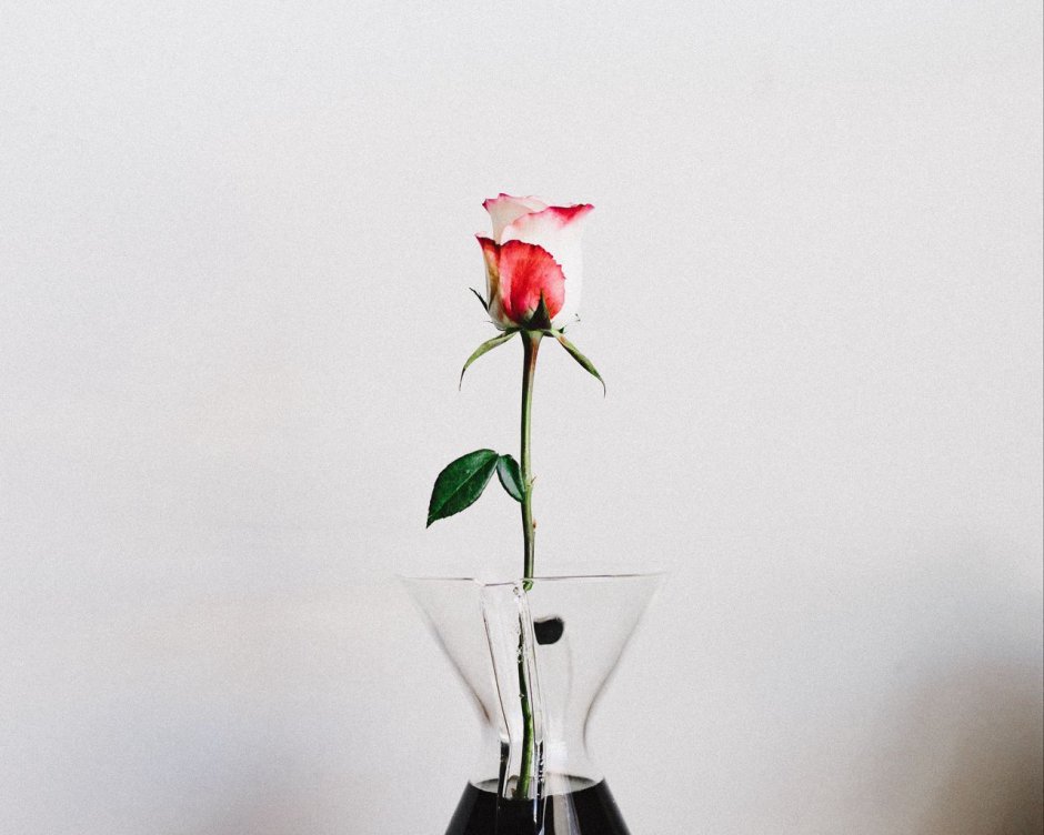 Одинокий цветок в вазе
