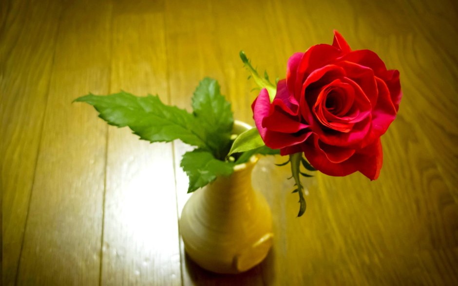 Одна роза на столе