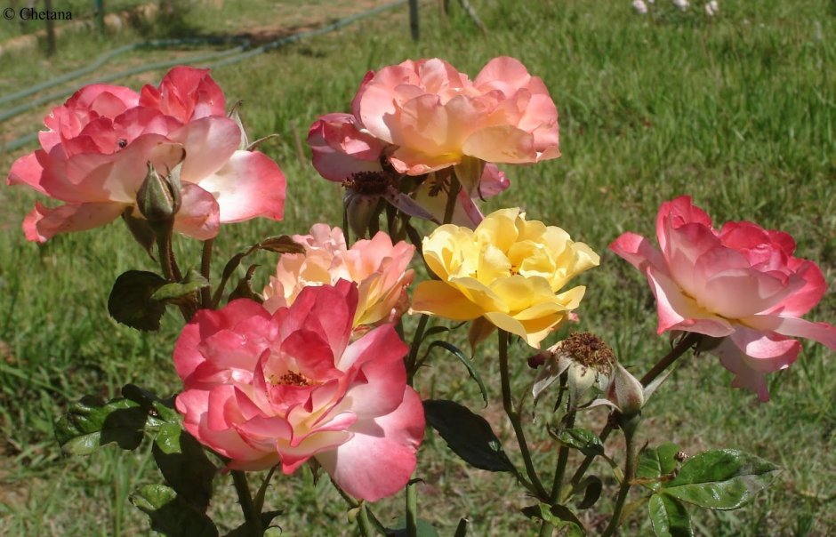 Чайная роза розовая кустовая