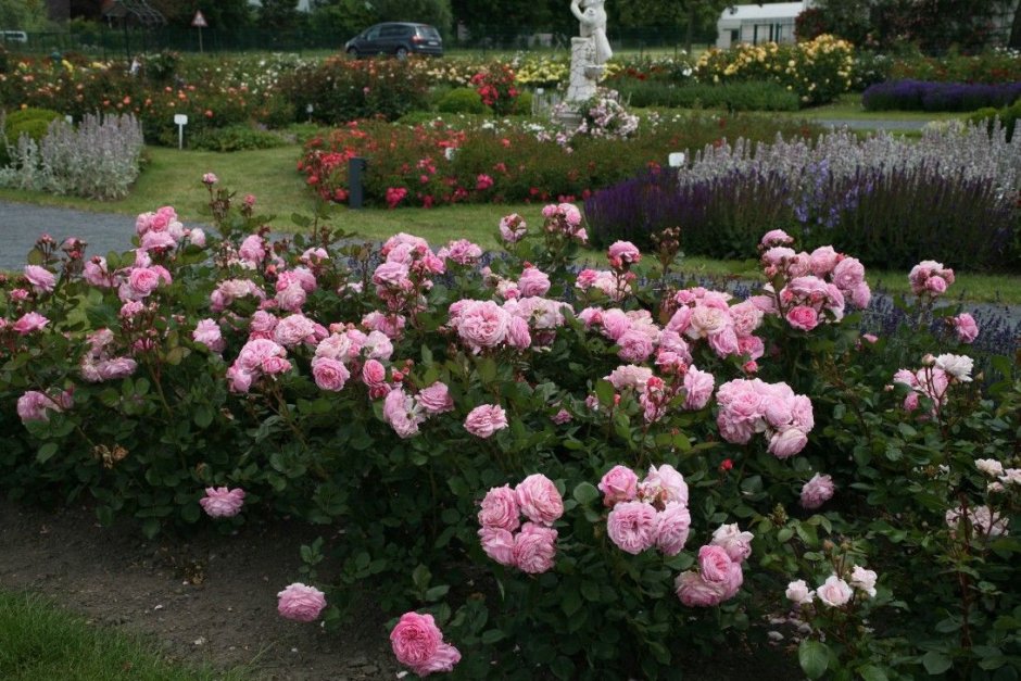 Моттистоун английское поместье сад розы