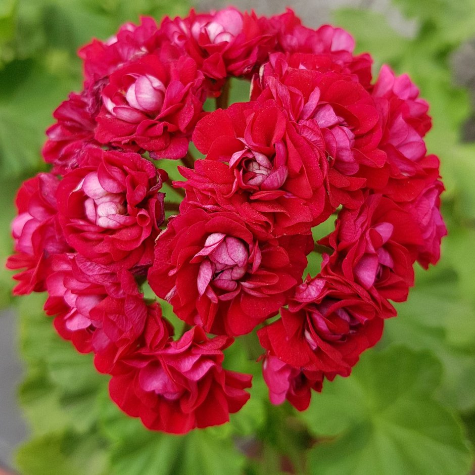 Пеларгония болгарская роза