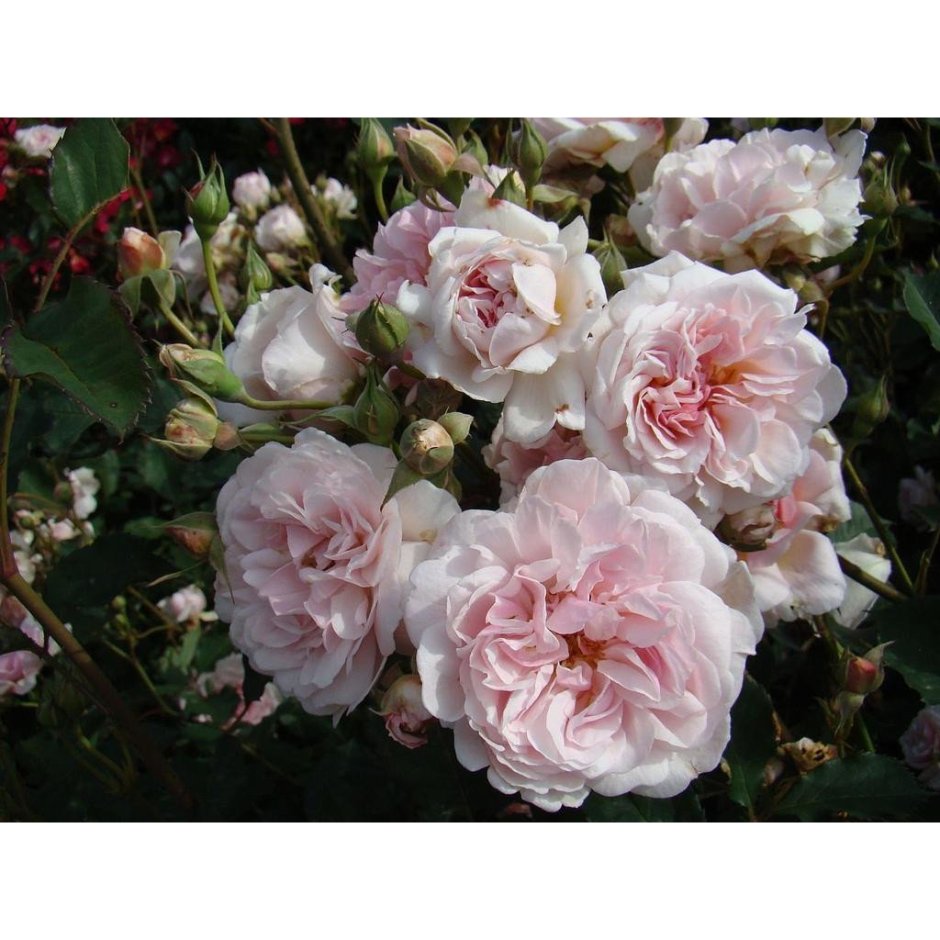 Фелиция роза Ленс