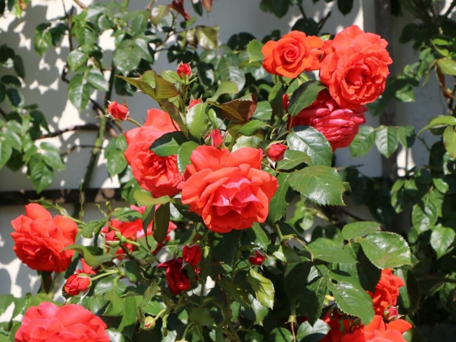 Salita роза плетистая