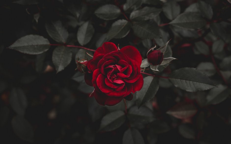 Кондарь роза