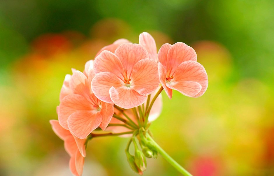 Пеларгониум розовый (Pelargonium Roseum)