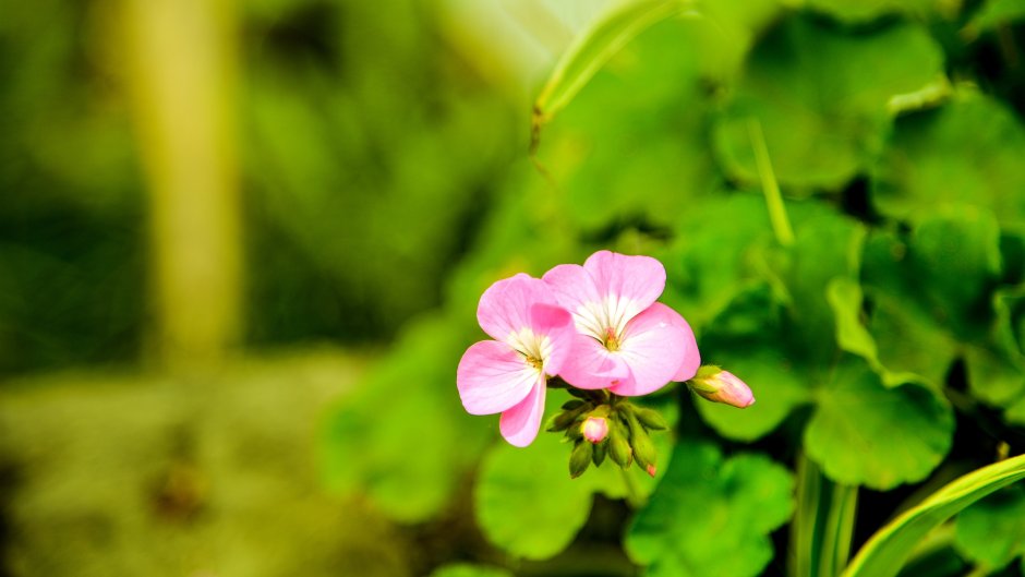 Герань (Pelargonium graveolens)