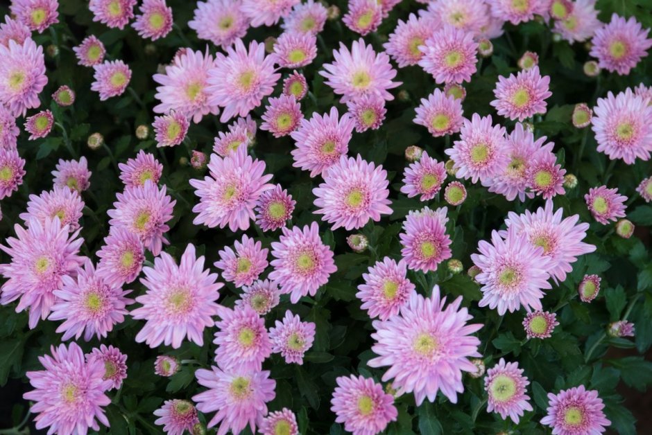 Хризантема мелкоцветковая розовая