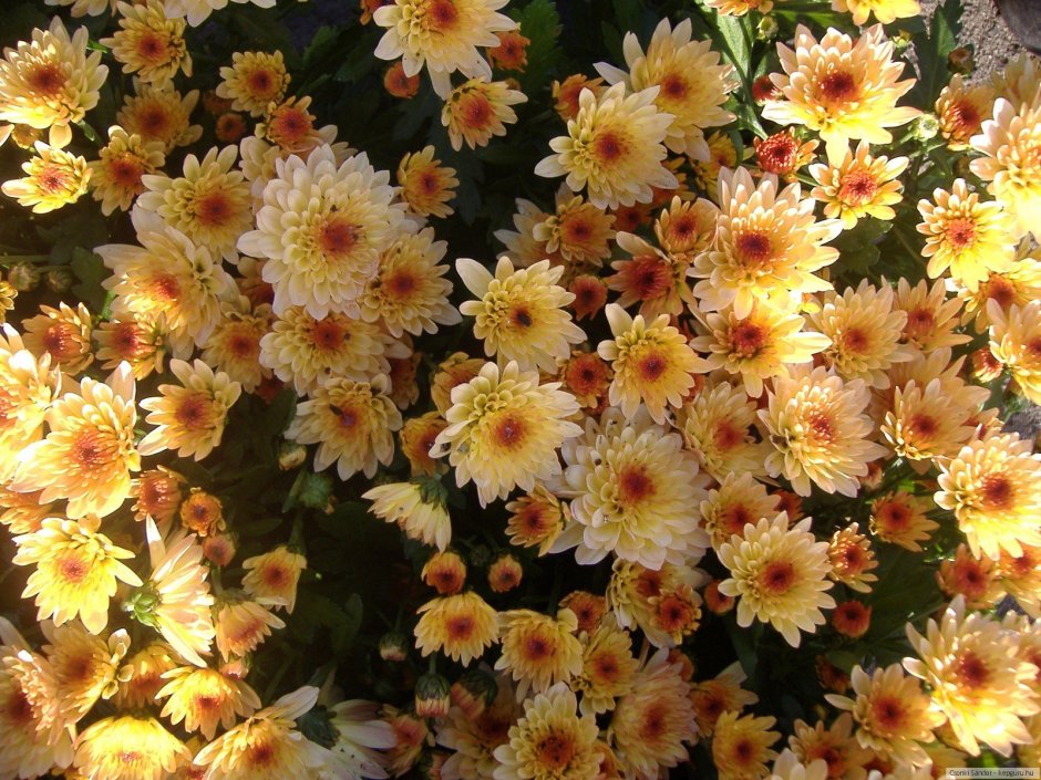 Цветы дубочки хризантемы